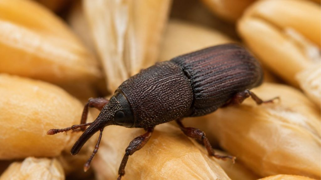 Rice weevil