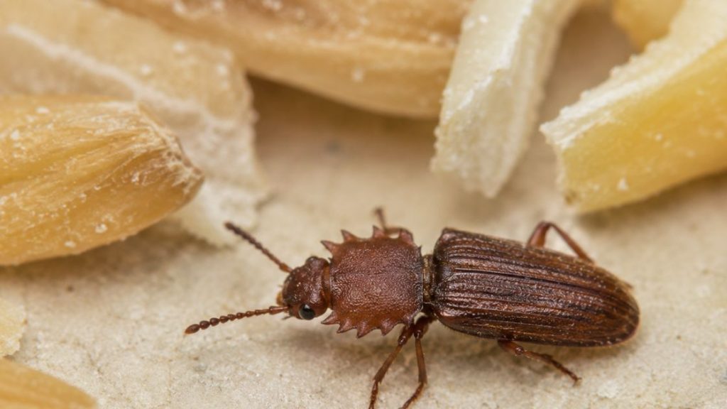Sawtoothed Grain Beetle