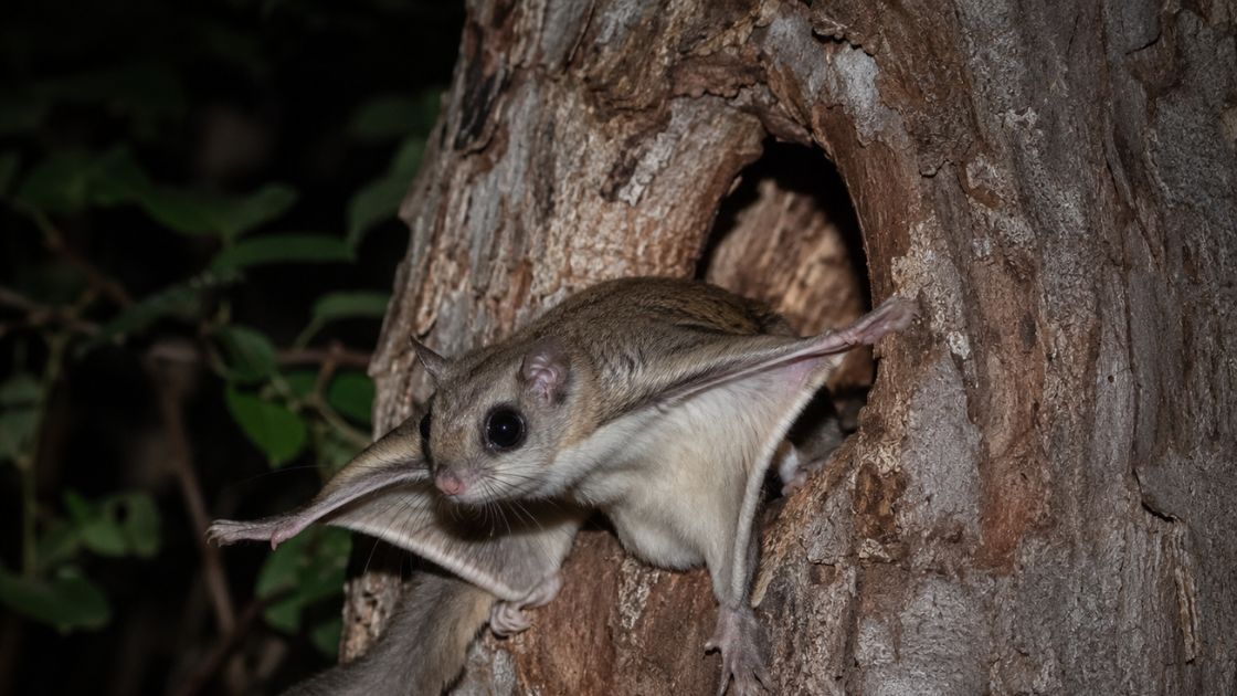 Southern Flying Squirrel