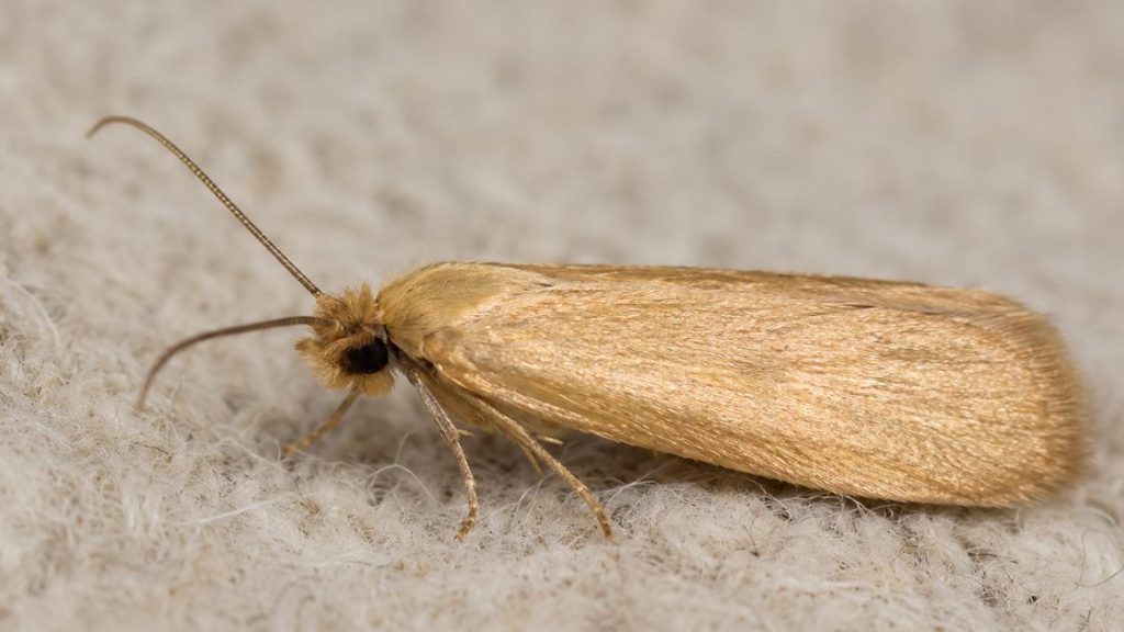 Webbing Clothes Moth