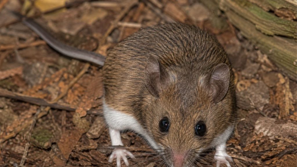 White footed mouse