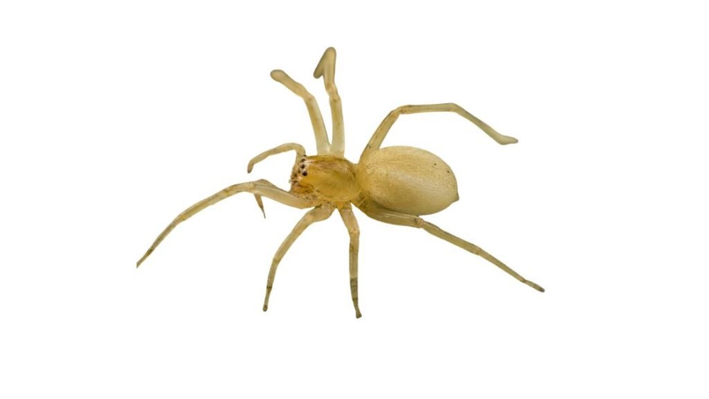 Yellow sac spider — small pale spider that wanders into Missouri homes during fall.