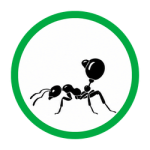 Acrobat Ants
