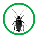 American cockroaches