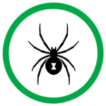 Black Widow Spider