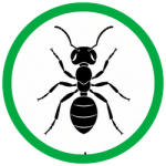 CARPENTER ANTS