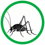 Camel Crickets