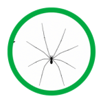 Cellar Spiders