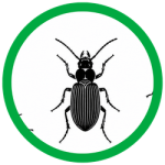 Ground Beetles