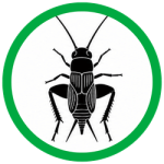 House Crickets