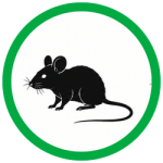 House mice