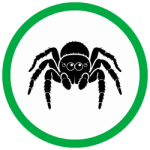 JUMPING SPIDERS