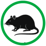 Norway Rats