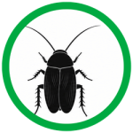 Oriental Cockroaches