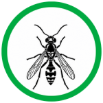 Paper Wasps