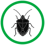 STINK BUGS