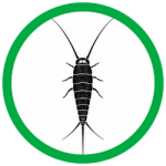 Silverfish