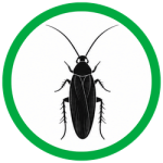 Smoky brown cockroaches