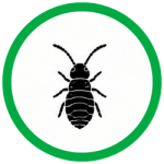 Springtails
