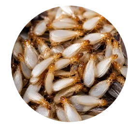 Swarmers
