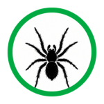 Wolf Spiders