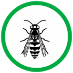 Yellow Jackets