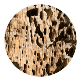 Damaged Wood