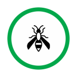 hornet1
