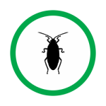 roach