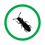 stored product pest icon titan