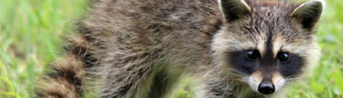 Wildlife Removal Services